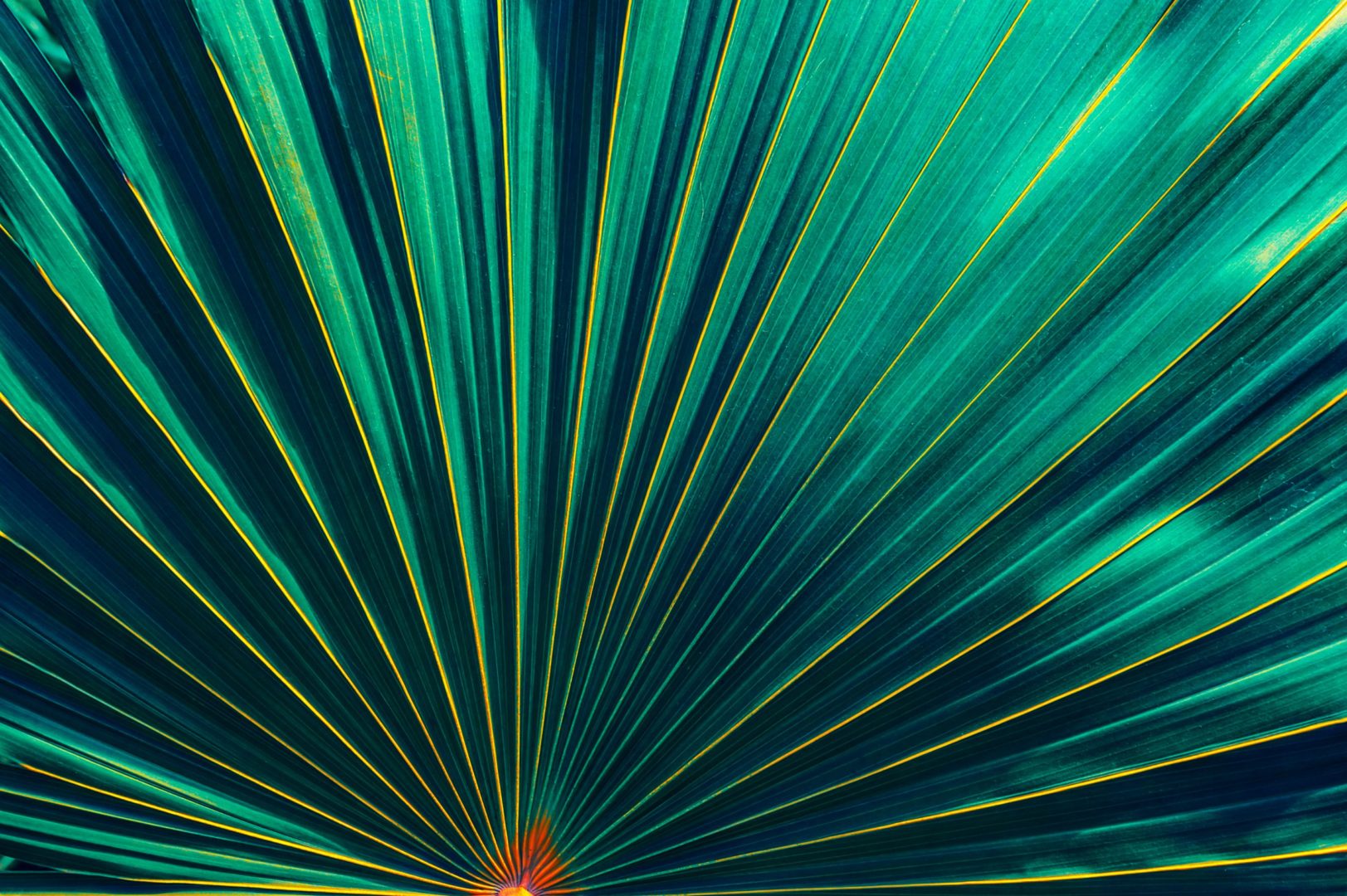 a close up of a leaf