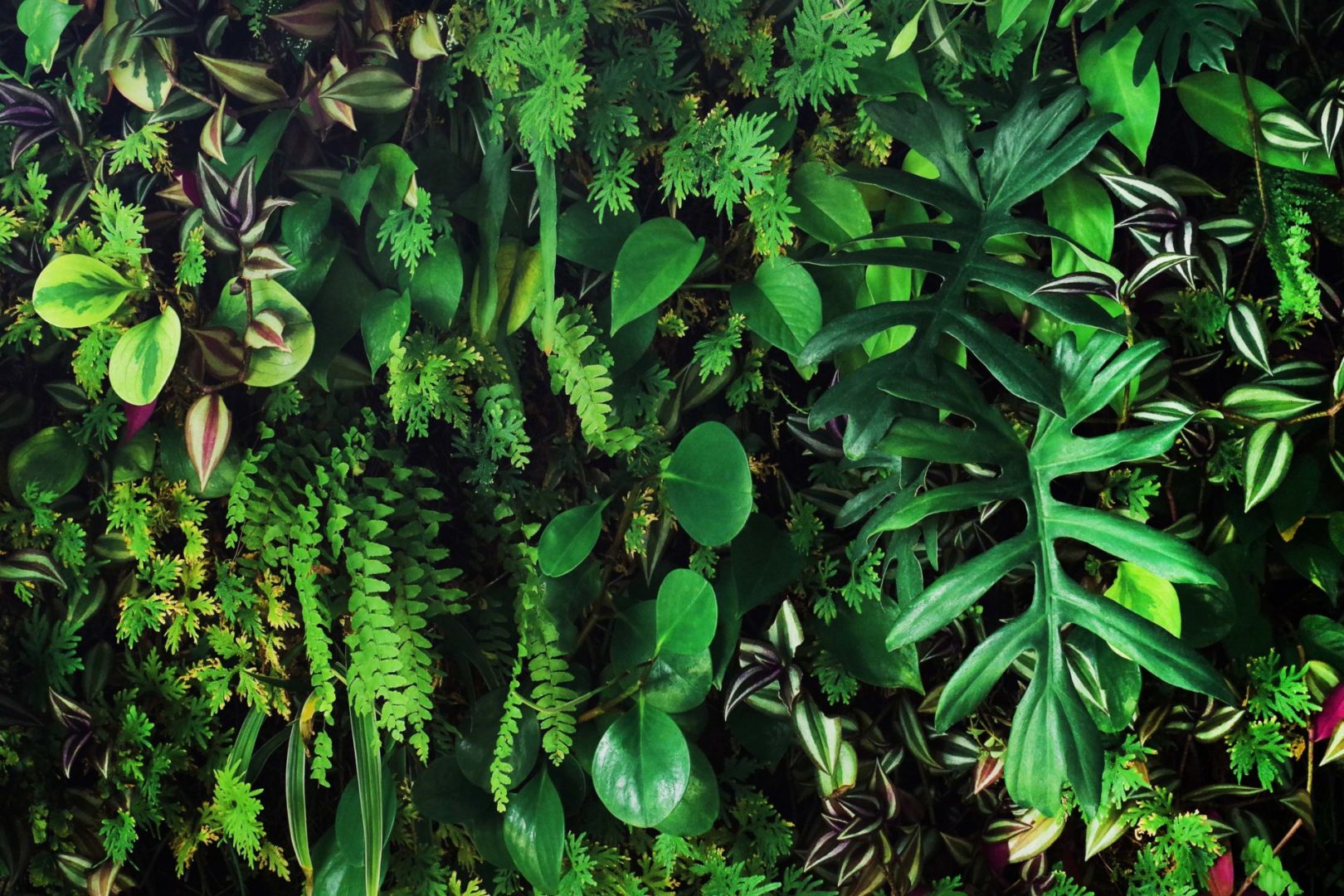 a group of green leaves