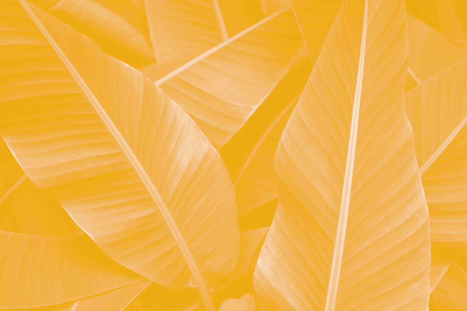 a close up of leaves
