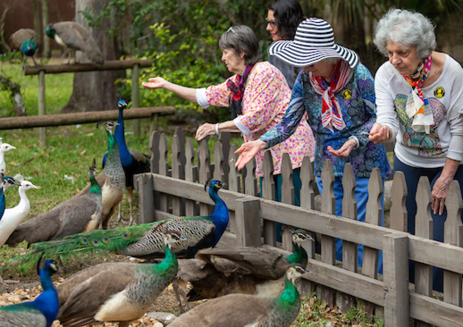 a group of women looking at peacocks
